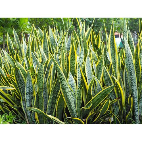 1 SANSEVIERIA AMARILLA (LENGUA DE SUEGRA) 40CM ALTO + 1ARANDANO ENANO40CMALTO