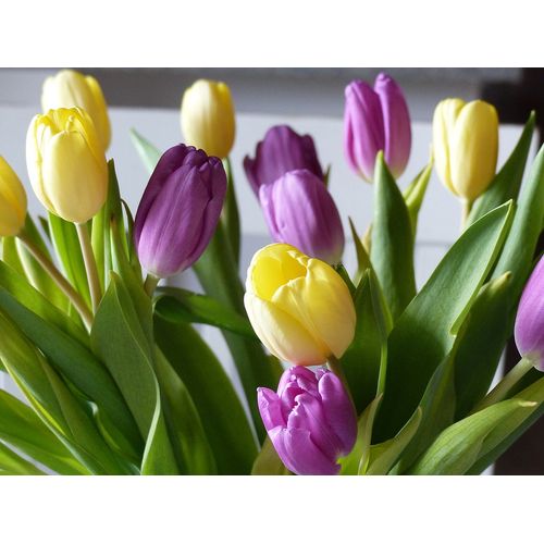 12 BULBOS DE TULIPAN COLORES MIX+1KG FERTILIZANTEFOLIAR