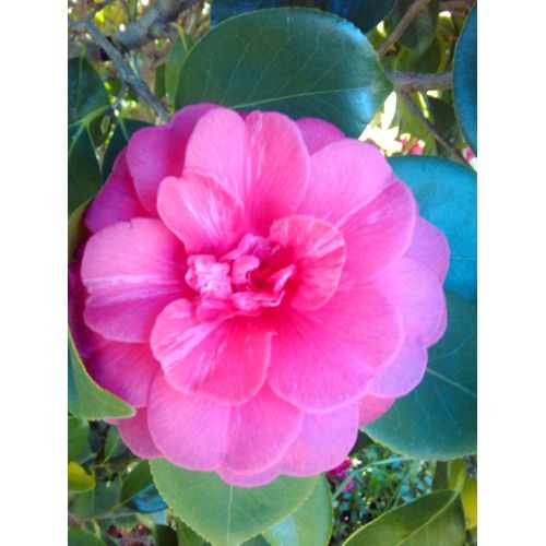 1 CAMELIA 20CM DE ALTO +1HIERBALUISA 20CM ALTO