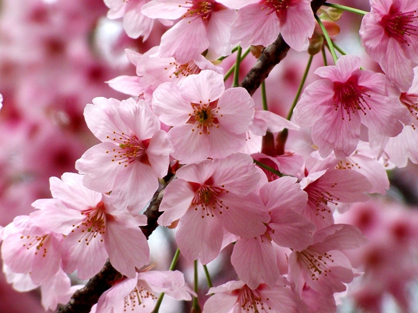 Semillas De Sakura Cerezo Japones Sobre De 10 Semillas Shopstar
