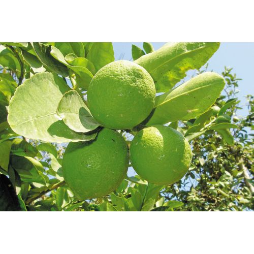 1 LIMON ENANO 60 CM DE ALTO + 1 PLATANO SEDA 60CM DE ALTO