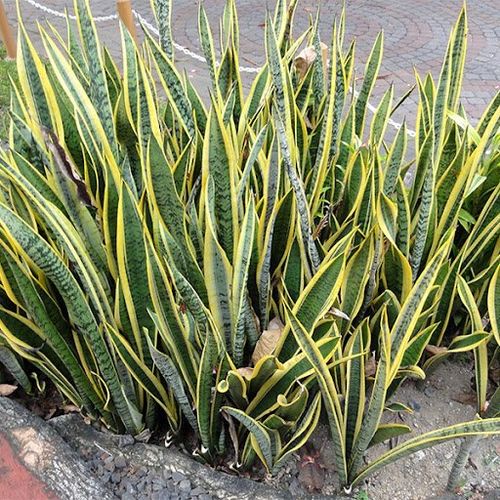 1 SANSEVIERIA AMARILLA (LENGUA DE SUEGRA) 40 CM ALTO + 1 LAVANDA 20 CM DE ALTO