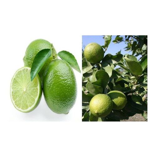 1 LIMON ENANO 60 CM DE ALTO + 6KG ABONO