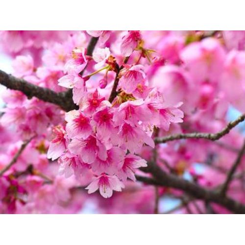 SEMILLAS DE SAKURA CEREZO JAPONES-SOBRE DE 5 SEMILLAS